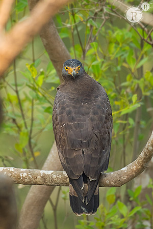 Crested serpent eagle (Spilornis cheela)_D554702