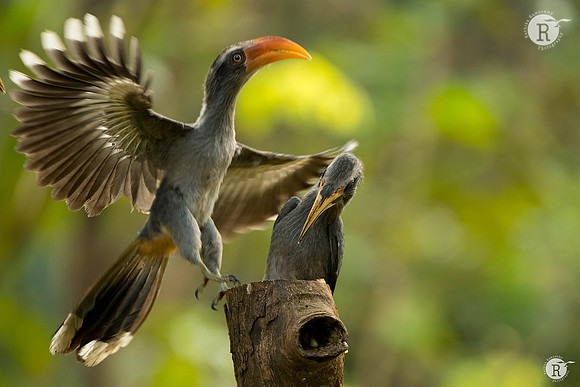 Malabar grey hornbill (Ocyceros griseus)_AFR5961