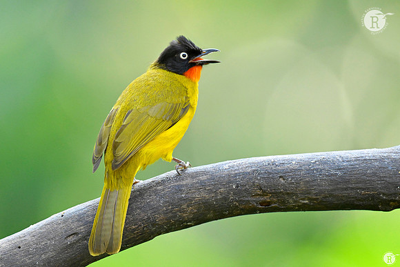 Flame-throated bulbul (Rubigula gularis)_TTD0087