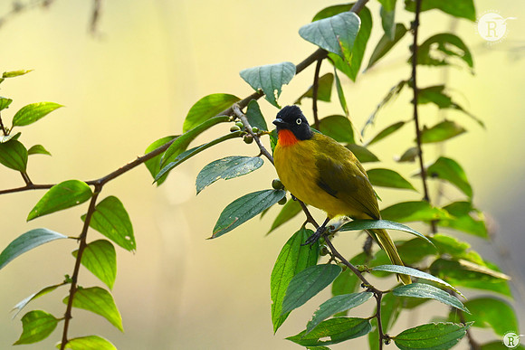 Flame-throated bulbul (Rubigula gularis)_TTD9198