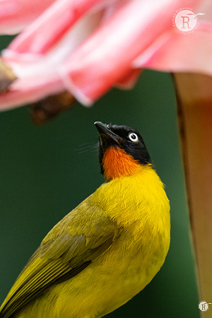Flame-throated bulbul (Rubigula gularis)_TTD0137
