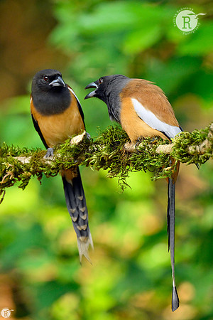 Rufous treepie (Dendrocitta vagabunda)_TTD9583