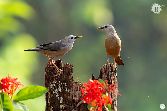 Malabar starling (Sturnia blythii)_TTD0825
