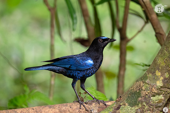 Malabar whistling thrush (Myophonus horsfieldii)_TTD1409