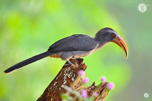 Malabar gray hornbill (Ocyceros griseus)_TTD0716