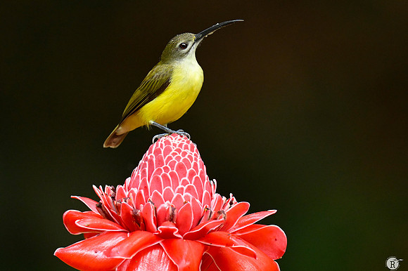 Little Spiderhunter (Arachnothera longirostra)_TTD1256