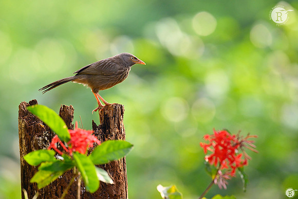 Jungle babblers (Argya striata)_TTD0953
