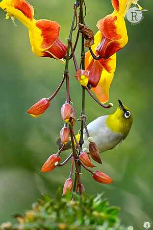 Indian white-eye (Zosterops palpebrosus)_TTD0042