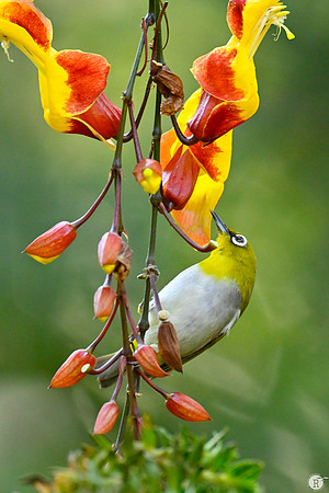 Indian white-eye (Zosterops palpebrosus)_TTD0043
