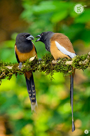 Rufous treepie (Dendrocitta vagabunda_TTD9581