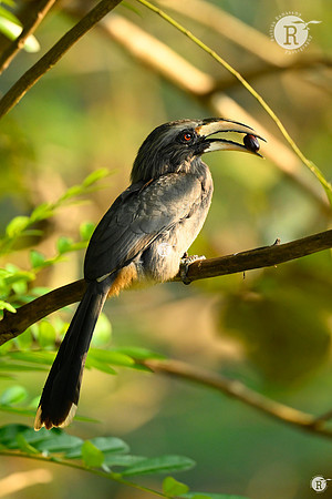 Malabar Hornbill_TTD9009