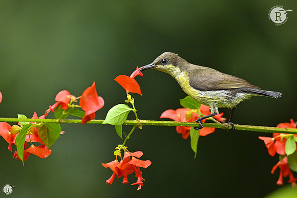 Loten's sunbird (Cinnyris lotenius)_TTD0670