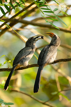 Malabar hornbill_TTD9017