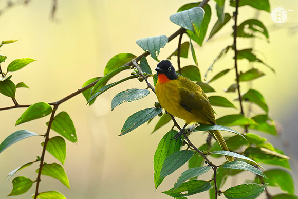 Flame-throated bulbul (Rubigula gularis)_TTD9198