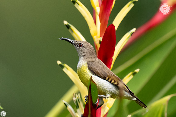 Purple sunbird (Cinnyris asiaticus)_TTD1233