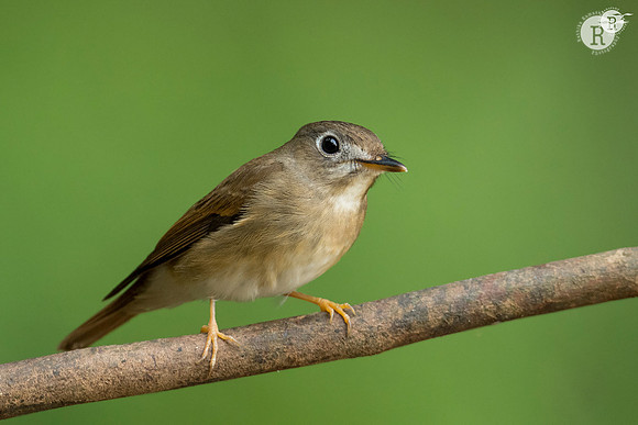 Web-Brown-breasted flycatcher(Muscicapa muttui) _D553344