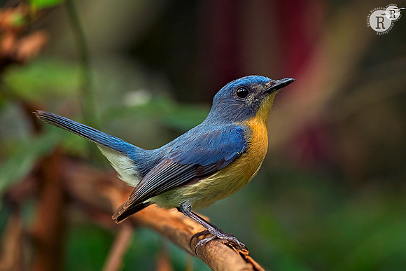 Tickell's blue flycatcher (Cyornis tickelliae) _D557122