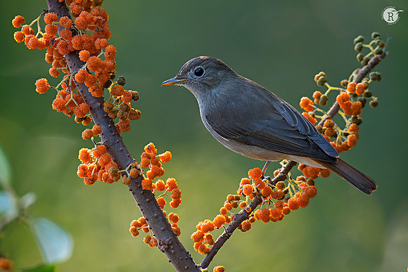 Rusty-tailed flycatcher_D557763