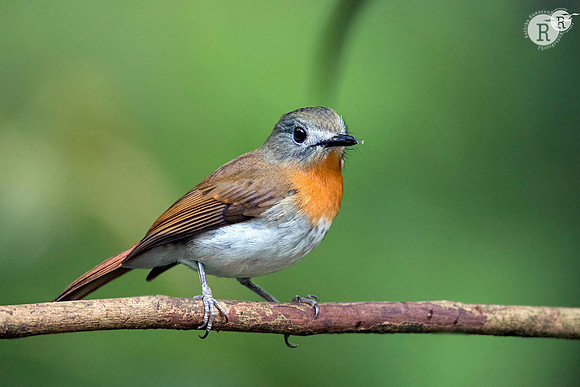 White-bellied blue flycatcher (Cyornis pallidipes_D553471