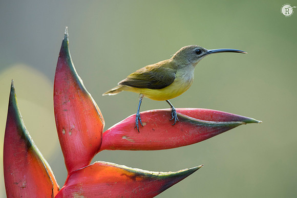 Little spiderhunter (Arachnothera longirostra)
