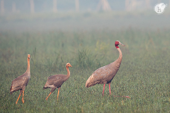 Sarus crane (Antigone antigone) _D4S5677