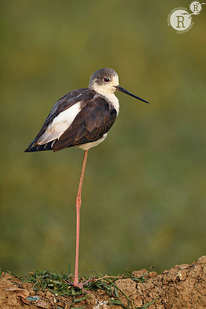 Black-winged stilt (Himantopus himantopus) i_D4S5824