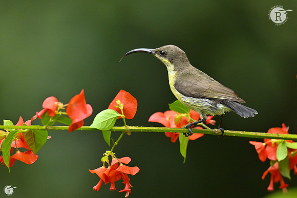 Loten's sunbird (Cinnyris lotenius)_TTD0672