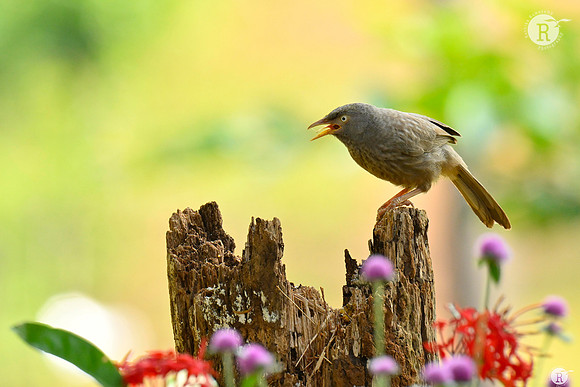 Jungle babblers (Argya striata)_TTD1094
