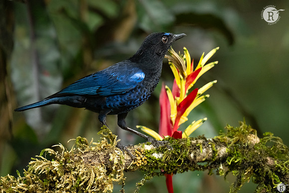 Malabar whistling thrush (Myophonus horsfieldii)_TTD1652