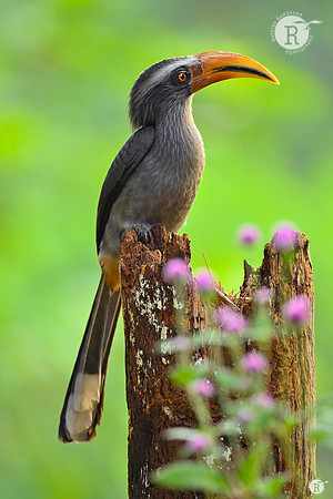 Malabar grey hornbill (Ocyceros griseus)_TTD0696