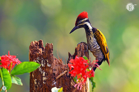 Black-rumped flameback (Dinopium benghalense)_TTD0934