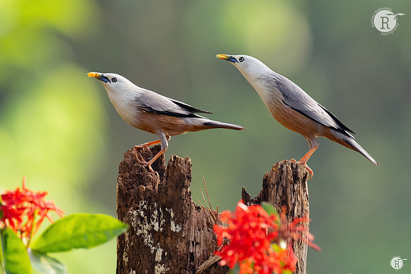 Malabar starling (Sturnia blythii)_TTD0855