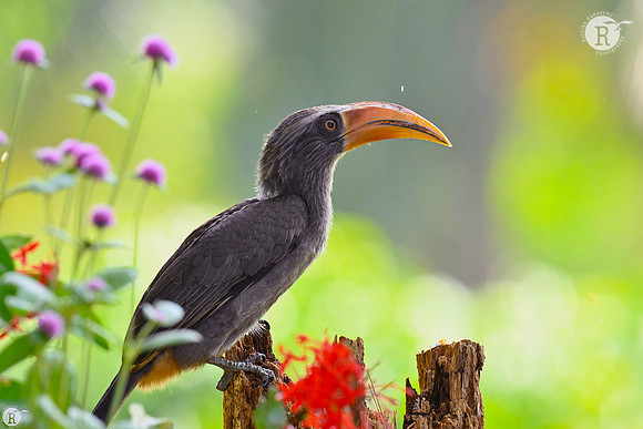 Malabar grey hornbill (Ocyceros griseus)_TTD1077