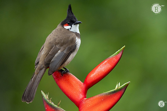 Red-whiskered bulbul (Pycnonotus jocosus)_DSC9533