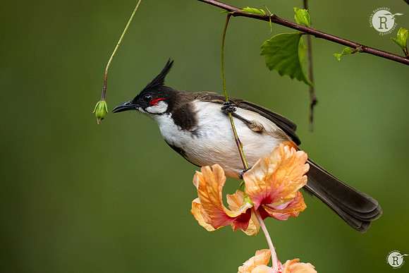 Red-whiskered bulbul (Pycnonotus jocosus)_DSC9341