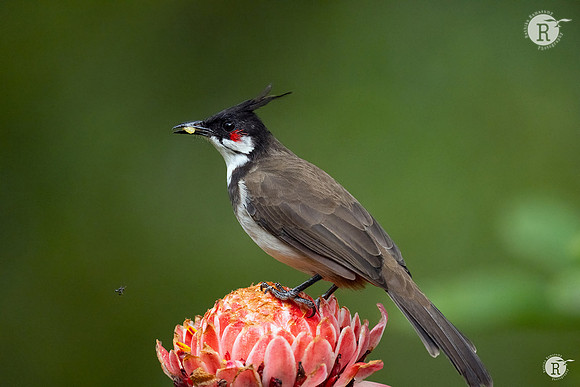 Red-whiskered bulbul (Pycnonotus jocosus)_DSC9323