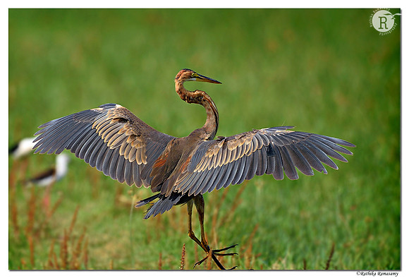 Purple heron (Ardea purpurea)_D4S1282