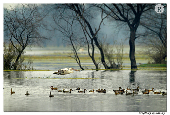 Keoladeo National Park_D4R5741