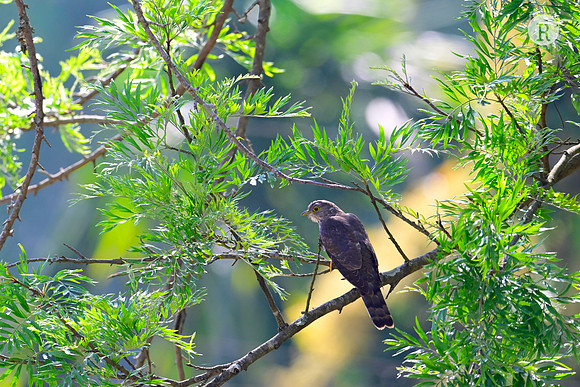 Common hawk-cuckoo (Hierococcyx varius_RRR8198
