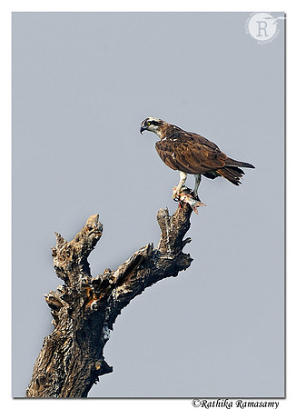 Osprey (Pandion haliaetus)_DD37525