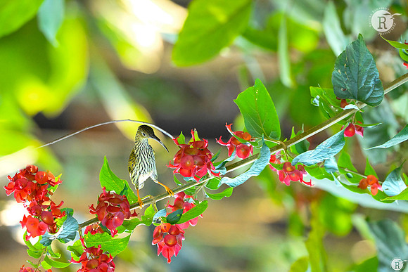 Streaked spiderhunter (Arachnothera magna)_TTD1884