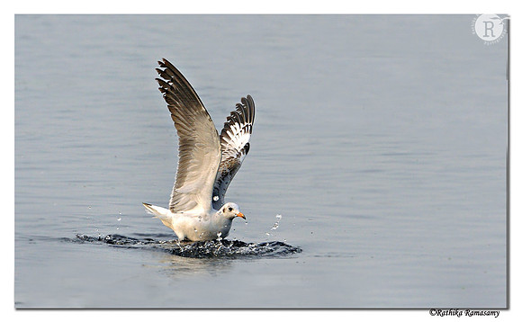 Brown-headed Gull (Larus brunnicephalus)_DD31948