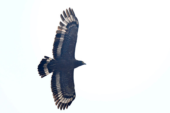 Cresent serpant eagle_TTD3259