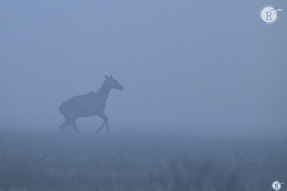 Deerland_TTD2775