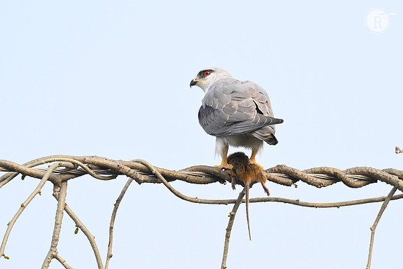 Black winged kite_TTD2656