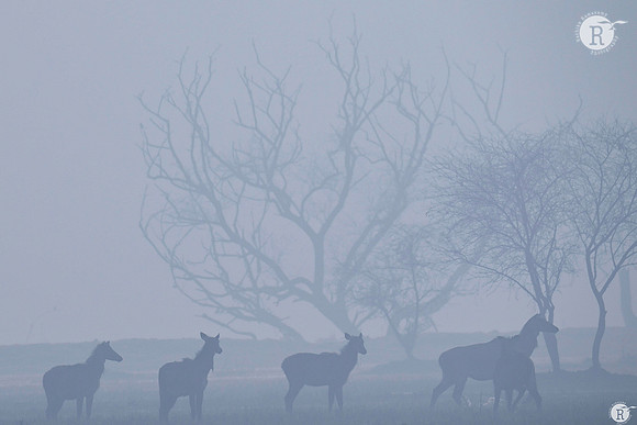 Deerland_TTD2863