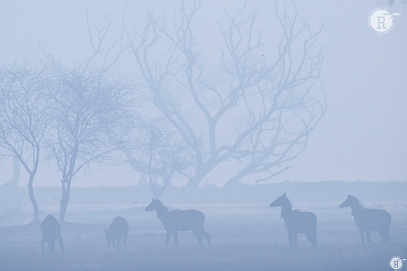 Dreamland_TTD2874