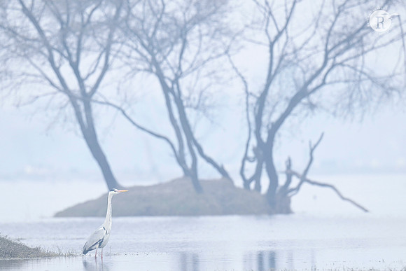 Grey heron_TTD2455