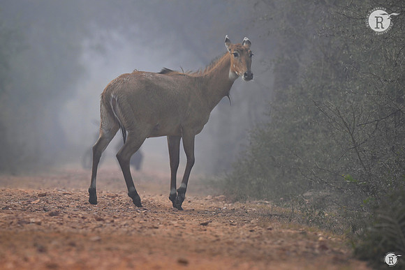 Nilghai_TTD2897