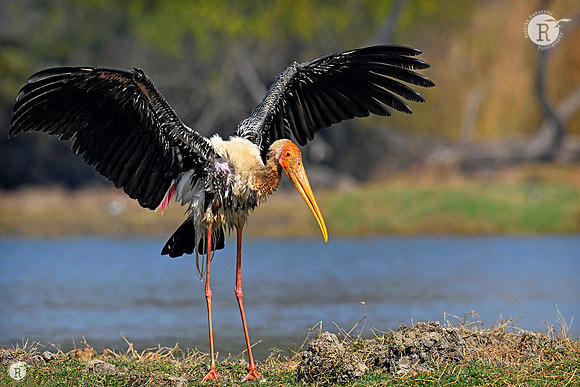 Painted stork_TTD3357